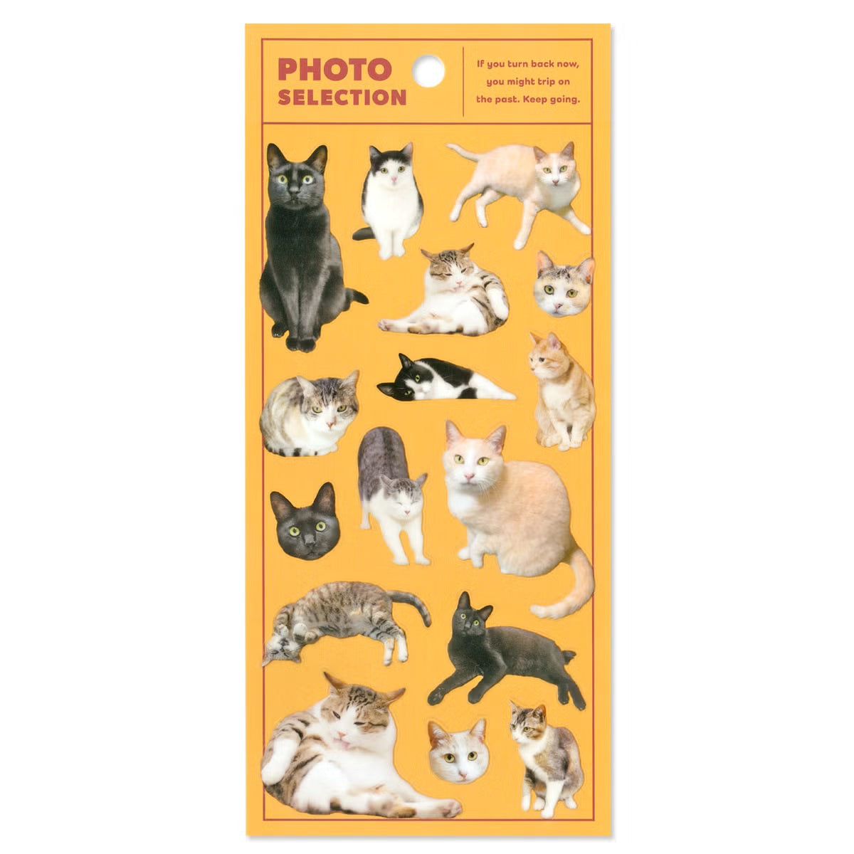 Mind Wave Photo Selection Sticker Sheet - Cat | Papermind Stationery