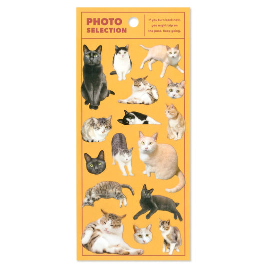 Mind Wave Photo Selection Sticker Sheet - Cat | Papermind Stationery